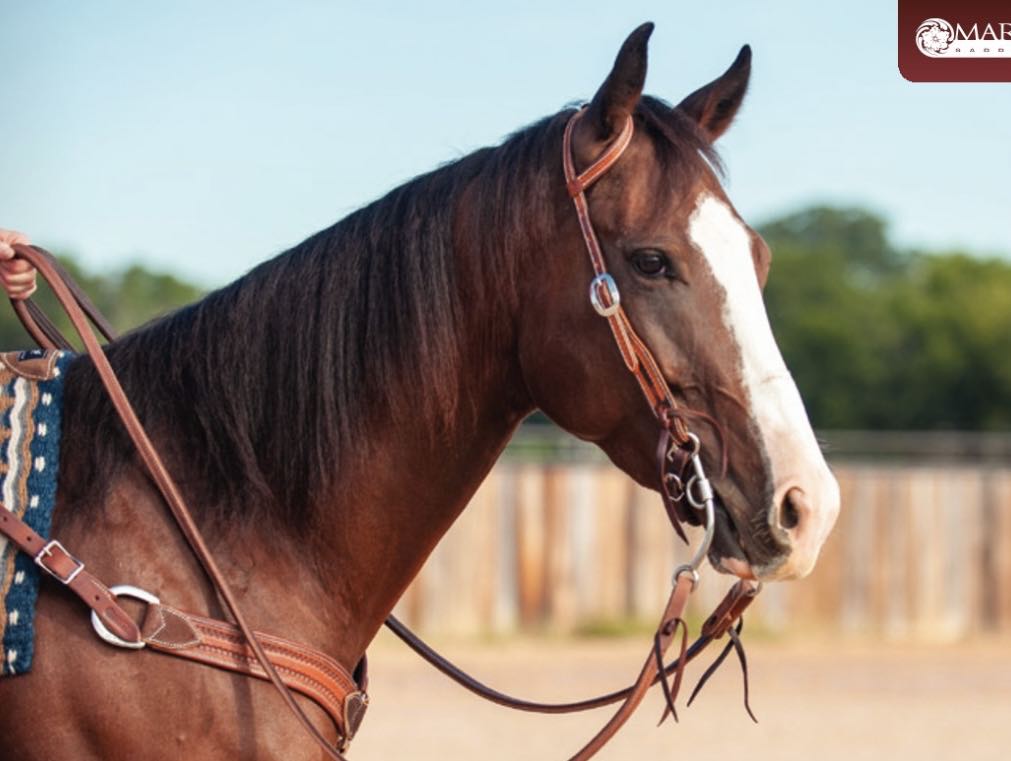 Rope Border Bridle